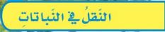 النقل في النباتات